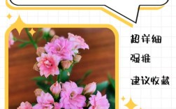 长寿花新品种有哪些？名称图片速览！