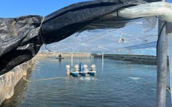 北美对虾网箱养殖技术有哪些关键要点？