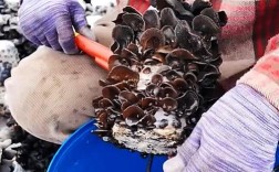 木耳菌种怎么种？视频技术要点有哪些？