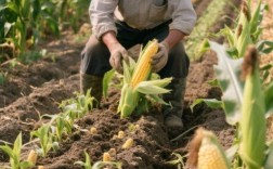 大棚玉米怎么种？视频教你关键技术！