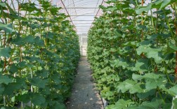 早春大棚丝瓜怎么种？高产技术有哪些？