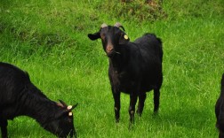 中国最有前景的山羊品种是哪个？