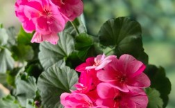 哪些天竺葵品种能多季开花？