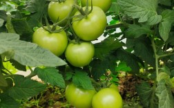 新品种西红柿如何带来致富？