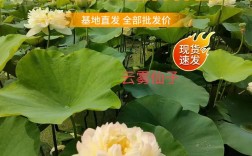 粉红荷花有哪些独特品种？