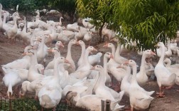 鹅品种怎么选才好养又赚钱？