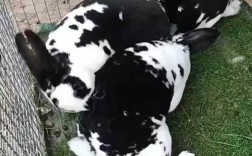 尚村獭兔最新行情如何？