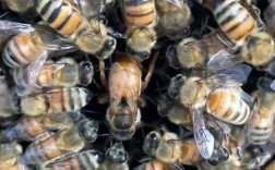 现在养意蜂选什么品种好？