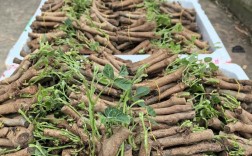 葛根高效种植技术视频