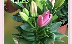 香水百合哪个品种最香？