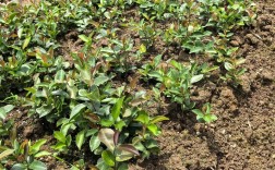 茶油树苗怎么种植技术