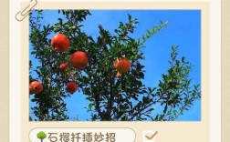 石榴冬季扦插繁殖技术可行吗？