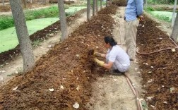 蚯蚓养殖技术有哪些关键要点？