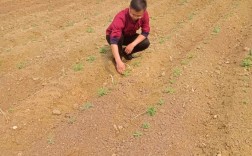 山东丹参高产种植技术有哪些关键要点？