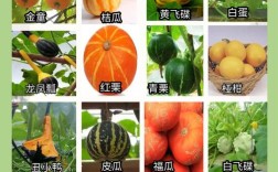 南瓜品种有哪些？图片如何区分？
