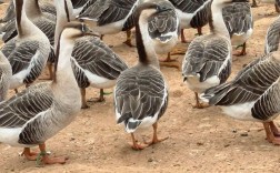 常见大种鹅品种有哪些？