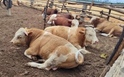 营城子西门塔尔牛多少钱一头？