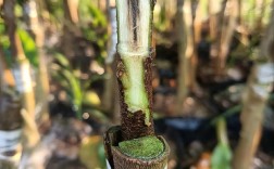 顶级沉香种植技术视频，如何掌握核心要点？