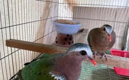 人工养殖斑鸠技术视频怎么学？