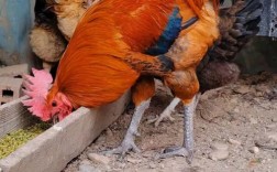 哪些鸡品种个子最大？