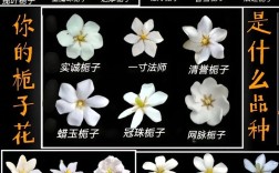 耐寒栀子花品种有哪些？