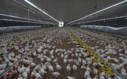 如何实现肉鸡健康高效养殖？