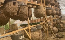 中锋蜜蜂养殖技术视频怎么学？