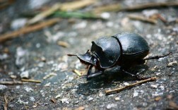 2025年牛屎龟价格会涨还是跌？