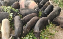 什么品种猪长肉最快？