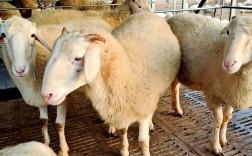 纯种小尾寒羊养殖技术有哪些要点？