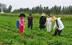 中草药种植技术如何助力产业高质量发展？
