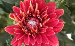 红色菊花有哪些常见品种？