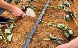 菜瓜露地种植技术视频