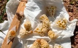 蜜蜂育王移虫视频，移虫技巧如何掌握？