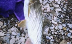 四川有哪些有名淡水鱼品种？