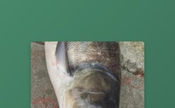 2025年花鲢鱼价格会涨还是跌？