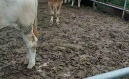 三元杂交牛品种有哪些特征？