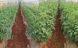 东季温室西红柿施肥技术