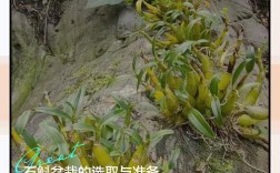 铁皮石斛栽培技术如何掌握？