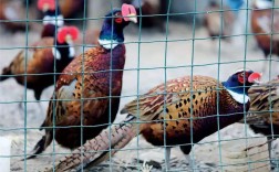 鸽子野鸡养殖技术视频怎么学？关键技巧有哪些？