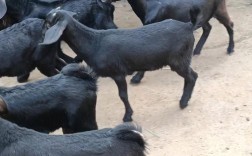 努比亚山羊具体有哪些品种？