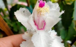 最贵的蟹爪兰品种有多贵？