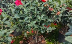 茶花品种有哪些？附图片看花型色彩