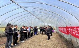 大棚育苗技术培训视频，如何快速掌握关键要点？