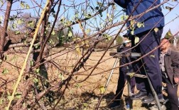 新品种杏树需剪枝吗？