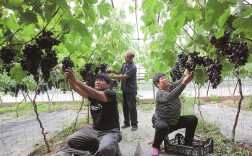 大棚葡萄管理技术视频有哪些要点？