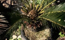 铁树有哪些品种？图片怎么区分？