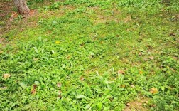 蒲公英品种有哪些？附图片对比。