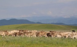 塔城哪里能买到优质褐牛品种？