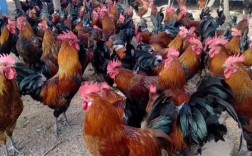 北京柴鸡最新行情价是多少？